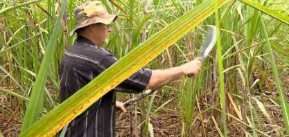 Famílias de produtores de Viana investem no cultivo da cana, ES