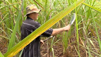 Famílias de produtores de Viana investem no cultivo da cana, ES