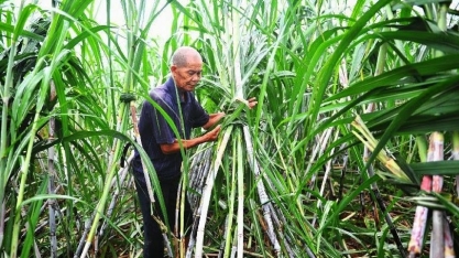 KESAI EAGROW lança herbicida para cultura da cana-de-açúcar