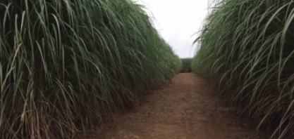 Etanol Summit: setor debaterá perspectivas do biogás e biometano