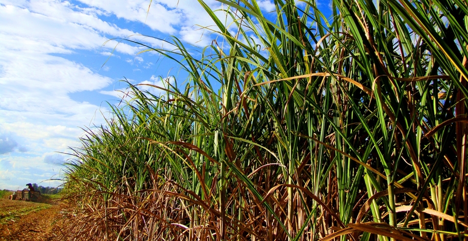 Canaviais de cortes avançados ganham representatividade no Centro-Sul. Produtor deve ficar atento para que esse envelhecimento não signifique também perda de produtividade. Foto: Divulgação Biosev
