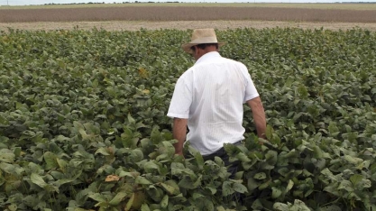 Recuperação judicial de produtor rural em Mato Grosso cria conflitos com tradings