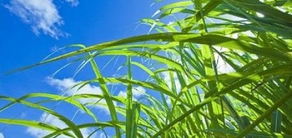 O futuro pertence à produção sustentável