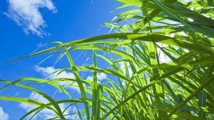 O futuro pertence à produção sustentável