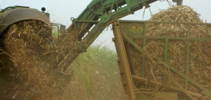 Instituto avalia uso de palha de cana-de-açúcar para gerar energia