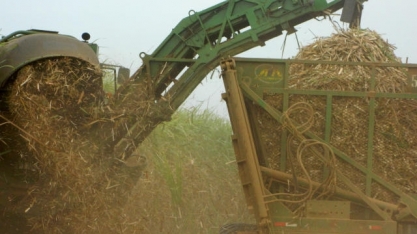 Instituto avalia uso de palha de cana-de-açúcar para gerar energia