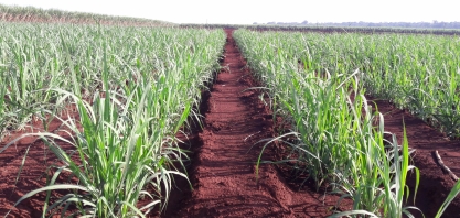 Medidas que aumentam a qualidade do canavial