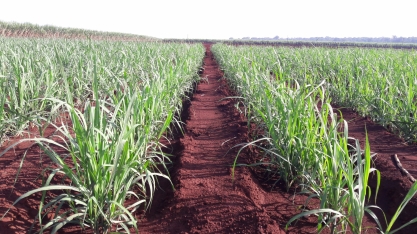 Medidas que aumentam a qualidade do canavial