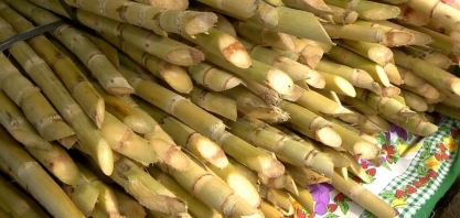 Broca faz produtores mudarem a forma de vender a cana, ES