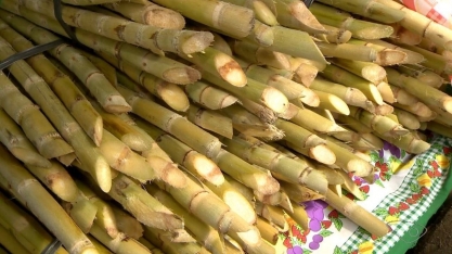 Broca faz produtores mudarem a forma de vender a cana, ES