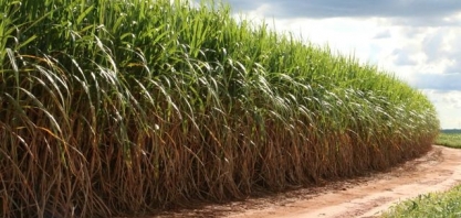 Nova usina na Bahia faz parte de projeto para impulsionar produção no estado
