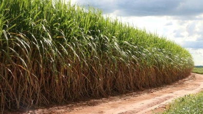 Nova usina na Bahia faz parte de projeto para impulsionar produção no estado