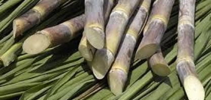 Preços do açúcar fecham em alta em Nova York e Londres 