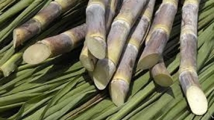 Preços do açúcar fecham em alta em Nova York e Londres 