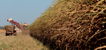 Com produção de 49,2 milhões de toneladas, desafio do setor sucroenergético é a exportação
