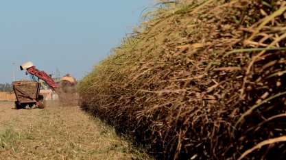 Com produção de 49,2 milhões de toneladas, desafio do setor sucroenergético é a exportação