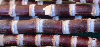 Safra de cana do Brasil começa com maior produção de etanol, diz Unica 