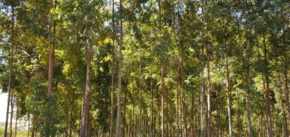 Obra para usina de energia com eucalipto é iniciada 