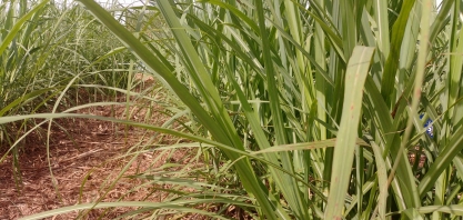 Arroz com feijão bem-feito turbina canaviais do triângulo mineiro