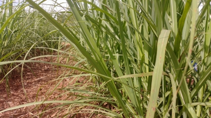 Arroz com feijão bem-feito turbina canaviais do triângulo mineiro
