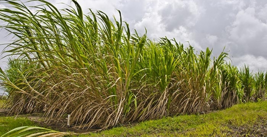 Com ferramenta APSIM, é possível prever o desenvolvimento da cultura - Foto: Saulo Coelho