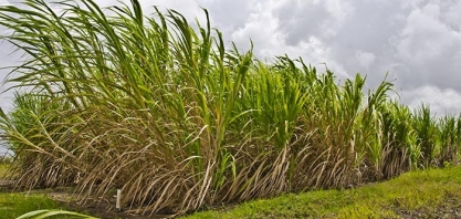 Simulador melhora lucratividade e sustentabilidade de canaviais em Alagoa