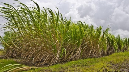 Simulador melhora lucratividade e sustentabilidade de canaviais em Alagoa