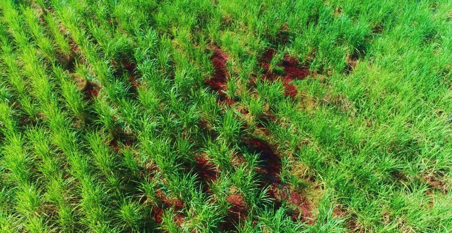 Custo Brasil para a cana-de-açúcar são os vazios nos canaviais. Foto: Júlio Campanhão