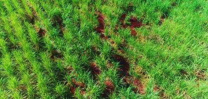 Falha é a maior vilã da queda de produtividade a partir do terceiro corte de cana