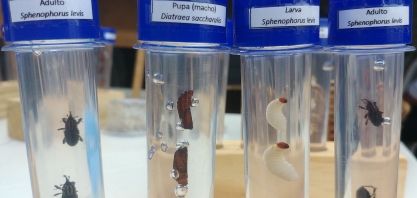 Sphenophorus levis reduz drasticamente a produtividade da cana e pode levar à reforma antecipada