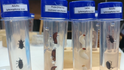 Sphenophorus levis reduz drasticamente a produtividade da cana e pode levar à reforma antecipada