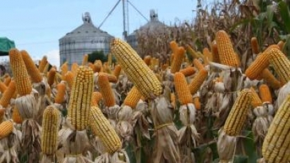 Biocombustível: de olho no etanol de milho