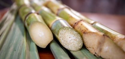 Inovações para o uso da cana-de-açúcar