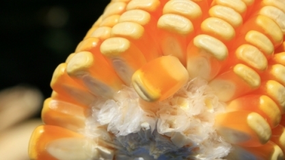 São Martinho firma protocolo para nova unidade de produção de etanol de milho