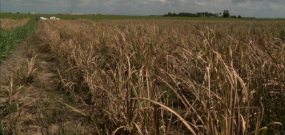 Conheça como funciona a técnica de plantio de cana-de-açúçar por meiose