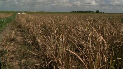 Conheça como funciona a técnica de plantio de cana-de-açúçar por meiose