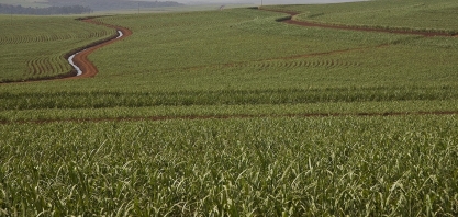 Biosev encerra safra 18/19 com alta de 8% no EBITDA ajustado unitário