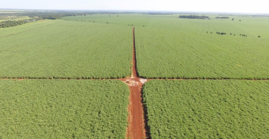 Produtores adquirem canaviais deteriorados, os tratam e conseguem alcançar produtividades que beiram os três dígitos.  Foto: Divulgação TCH Gestão Agrícola