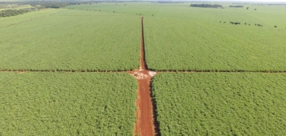 Produtores de Mato Grosso do Sul e a arte de ressuscitar canaviais