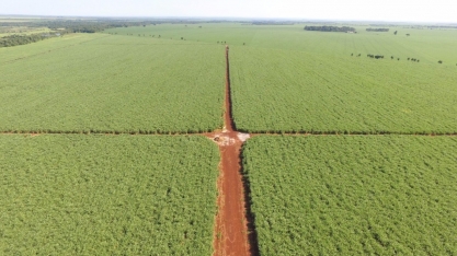 Produtores de Mato Grosso do Sul e a arte de ressuscitar canaviais