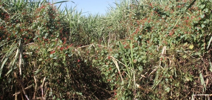 Como o abraço de uma planta daninha pode matar o canavial. E como não deixar que isso ocorra