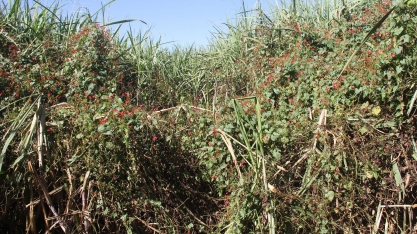 Como o abraço de uma planta daninha pode matar o canavial. E como não deixar que isso ocorra