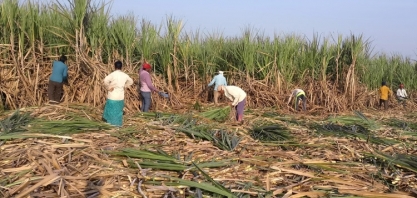 OIA eleva projeção de sobreoferta global de açúcar em 2018/19 