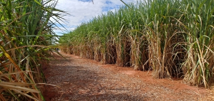 Consecana-SP premiará fornecedor que entregar caldo com impurezas abaixo da média