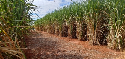Adoção de implementos certos é fundamental para obter um canavial longa-vida