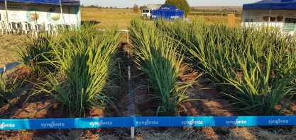 Dia de campo tem foco no aumento de produtividade dos canaviais paranaenses