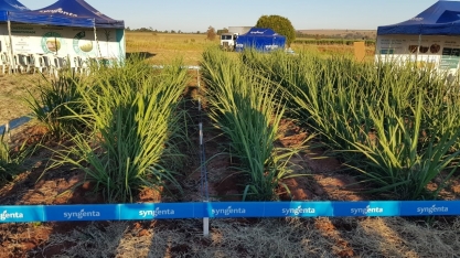 Dia de campo tem foco no aumento de produtividade dos canaviais paranaenses