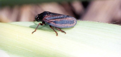 Cigarrinha-das-raízes pode dizimar até 70% da produtividade do canavial