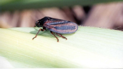 Cigarrinha-das-raízes pode dizimar até 70% da produtividade do canavial