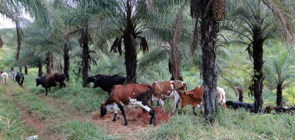 Zona da Mata pode produzir 230 milhões de litros de bioquerosene de aviação em 2031 